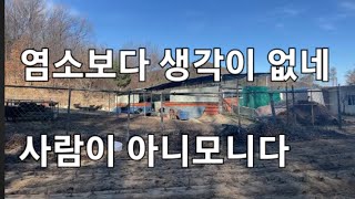 무개념 부부 (6화) 염소 개보다 생각이 없는건 아닐텐데 남에땅 벌목 산지훼손 농수로 만들기 쓰레기매립 서울대 대기업 아들 자랑에 신나 농촌에서 당당하게 불법을 생활화 하는 아줌마