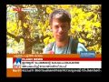 tabebuia flowers paints the bengaluru city yellow manorama news