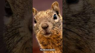 Zoonotic diseases: say it isn’t so, rock squirrel! (pt. 1) #research #virology