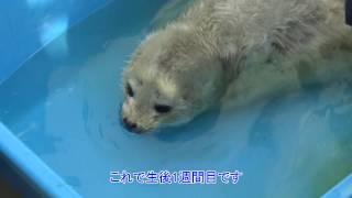 ゴマフアザラシの赤ちゃん朝の風景【須磨海浜水族園】