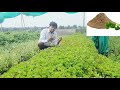 मंडूकपर्णी गोटू कोला एक चमत्कारिक औषधि l medicinal property of gotu kola l centella asiatica l