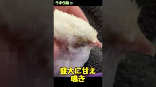 ヒメウズラ 孵化29日目のヒヨコきょうだい  #ペット  #birds #かわいい #shorts