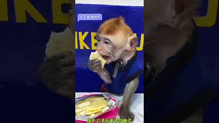 monkey eating #001 #animals #babymonkey #monkey #shorts #short