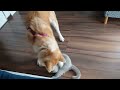 Akita Inu vs cat