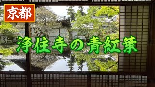 京都 黄檗宗 葉室山浄住寺 新緑の青紅葉 2024/5/2