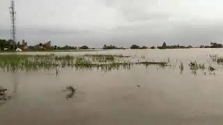 Krishna river Flood - 2019 (Jugul - Shiraguppi road)