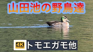 トモエガモやパンダガモと野鳥天国の山田池