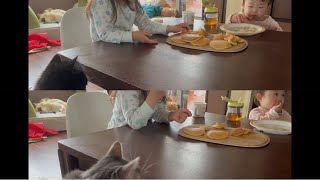 順番に食卓に座りに来る猫達　ノルウェージャンフォレストキャット\u0026ラガマフィン　Cats taking turns sitting at the table