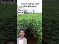 करेले की खेती करने का यह सही तरीका है इससे ज्यादा पैदावार मिलती है karela shortsfeed karelakheti