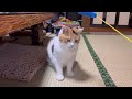 【三毛猫】おもちゃを覗き込む顔がかわいいミケ（2024年10月22日）