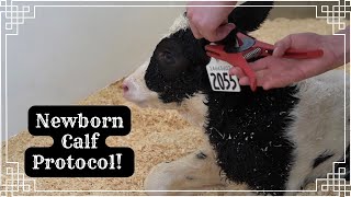 Newborn Calf Protocol! 🍼🐮