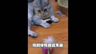 摆烂猫  #猫咪 #谁能拒绝傻憨憨的小猫咪  #小猫咪能有什么坏心眼  #又是被小猫可爱到的一天