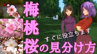 梅と桃と桜の見分け方　すぐに役立ちます【歴史・伝統・文化】