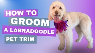 How to Groom a Labradoodle | Australian Labradoodle Grooming Guide