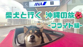 【沖縄】柴犬と行く沖縄の旅【フライト編】