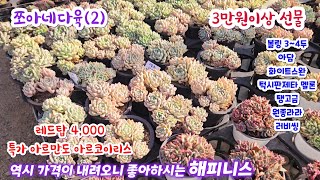 쪼아네다육 (2) 역시 가격이 착해지니 사랑스러운 맛에 좋아하시는 해피니스 아담 멜론 핑크엘프 블랙조