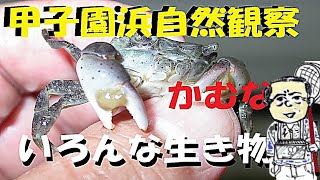 甲子園浜、ぶらり散歩。自然環境センター、船公園、干潟、2021年10月23日