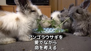 アンゴラウサギを愛でながら命を考える（2019.02.16）