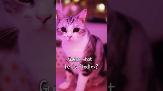 【FireCat火火貓】Guess what this Cute Cat is finding?丨貓貓的傻呆行為