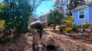 Incoming Cold Weather, Planting Alliums, Removing Old Lantana, and Garden Maintenace