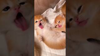 奶猫，仰躺想添肚皮毛，哈哈舌头不太够长哦😂😂🥰🥰 #funny #可爱到爆炸 #cute #可爱猫咪 #catmouse