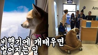 비행기에 개를 태우면 벌어지는 충격적인 일 TOP10 - 트래블튜브