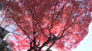 京都 黒谷 栄摂院の紅葉 2012年