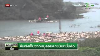 จีนเร่งเก็บซากหมูลอยตายนับหมื่นตัว | 21-06-58 | ThairathTV