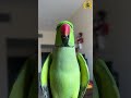 Smart Talking Bird