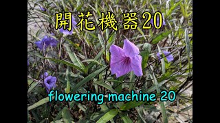 天天開花(20)翠蘆莉 |全年開花 |容易種植 Flower every day (20) Britton Ruellia |Flower all year round | Easy to plant