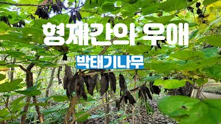 형제간의 우애를 상징하는 나무 - 박태기나무