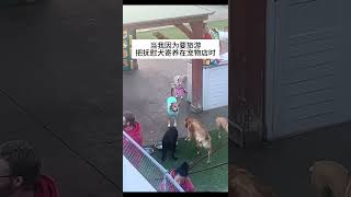 你是不要我了吗？我的萌宠萌宠出道计划治愈精神抚慰犬狗狗@DOU+小助手