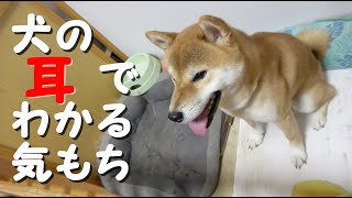 犬の耳の向きや動きでわかる気持ち５選