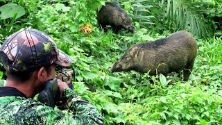 😱😱BERBURU BABI HUTAN//full 1 daey singing and hunting wild boars in oil palm plantations