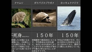 【寿命最長はなんとあの生物!】世界中の長生き動物寿命まとめ【長寿】