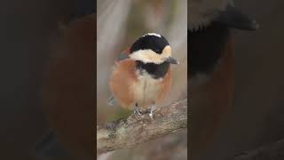 ヤマガラ　採餌風景　山雀　Varied tit  Sittiparus varius