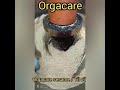 OrgaCare Woodpressed Sesame Oil