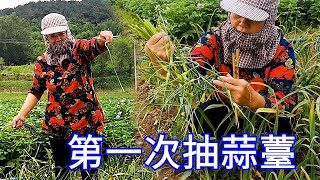 【胖嫂show】胖嫂第一次抽蒜薹，不会弄，没想到这东西能卖这么贵，种少了真的