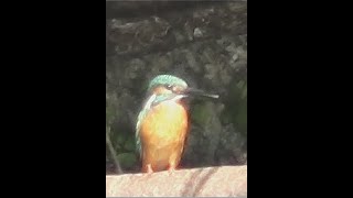 カワセミの鳴き声（飛び立った直後の鳴き声） Kingfisher