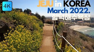 [4K] Jeju Travel, Korea March 2022 feat Rapeseed Bloom, Hamdeok Beach