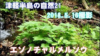 津軽半島の山野草21(オオバミゾホオズキ・ミヤマカラマツ・コキンバイ・エゾノチャルメルソウ)