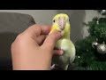 my pet bird banana funnypetcockatiel funnyparrots