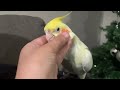 my pet bird banana funnypetcockatiel funnyparrots