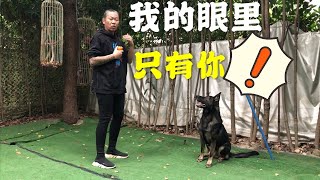 【养狗小白入门指南】没有吃的就不听话？不存在的！如何提高狗狗的注意力！