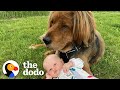 135-Pound Rescue Dog Is Now A Huge Brother To His 15-Pound Little Sister | The Dodo Soulmates