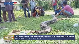 Warga Sumbar Tangkap Ular Piton 5 Meter usai Makan Seekor Kera #LintasiNewsPagi 25/03