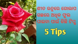 ଶୀତ ଋତୁରେ ଗୋଲାପ ଗଛରେ କିପରି ଅଧିକ ଫୁଲ ପାଇପାରିବା || How to care rose plant in winter