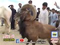 Download Bul Race In Pakistan Sunny Video Fateh Jang 24 03 2019 Attock In Mp4 3Gp Full HD Video