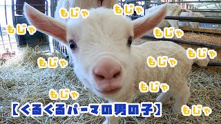 【珍しい】とっても元気なくるくるパーマの雄の赤ちゃん山羊が生まれました♪