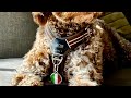 Lagotto Romagnolo Dog Copenhagen Harness